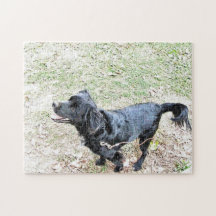 Smokey väntar på att få ett promenadpussel