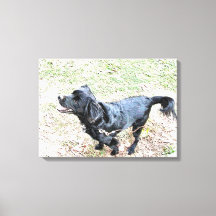 Smokey väntar på att få gå