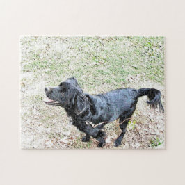 Smokey väntar på att gå en promenad-pussel pussel