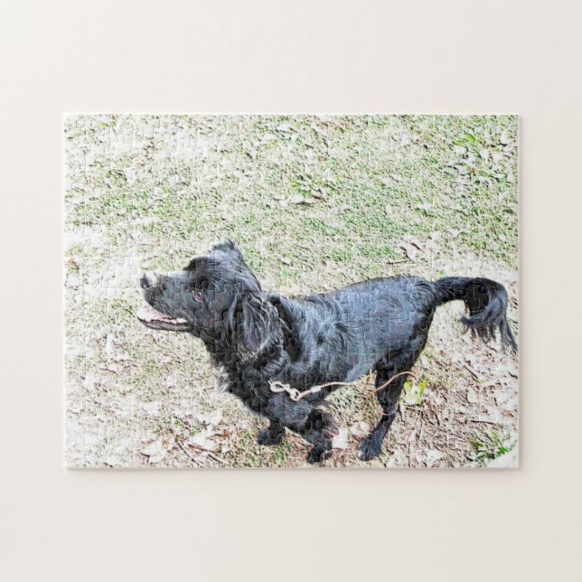Smokey väntar på att gå en promenad-pussel pussel (Horisontell)