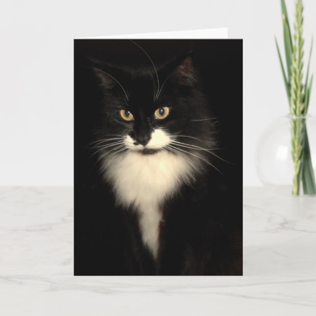 Smokingkatt Kort (Framsida)
