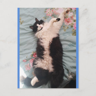 Smokingkatt Söt gör en glad dans vykort