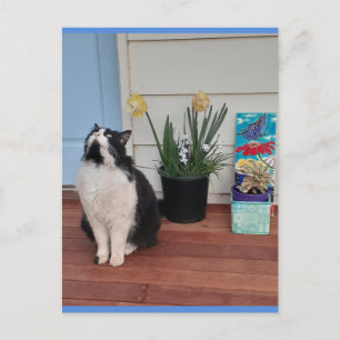 Smokingkatt Söt med vackra blommor Blå vykort