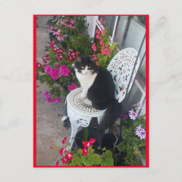Smokingkatt Söt med vackra blommor vykort