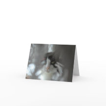 Smokingkatt till och med grenar