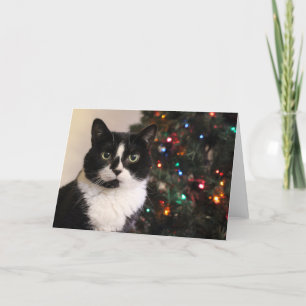 Smokingkattjulkort Helgkort
