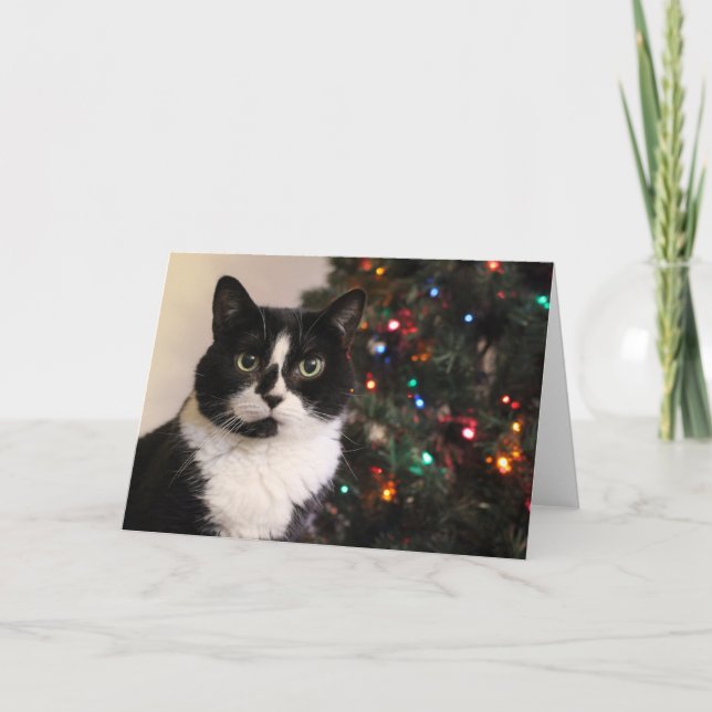 Smokingkattjulkort Helgkort (Framsida)
