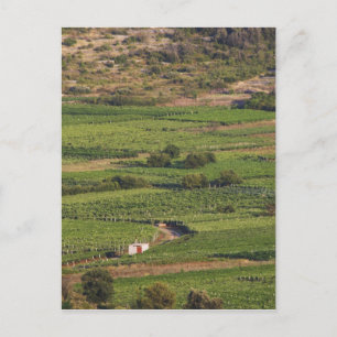 Smokvica vingårdar på Korcula från Toreta Vykort