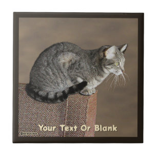 Smoky Grått Tabby katt Kakelplatta