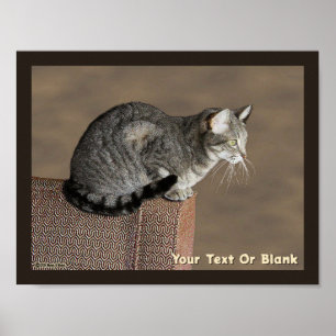 Smoky Grått Tabby katt Poster