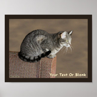 Smoky Grått Tabby katt Poster