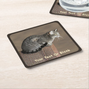 Smoky Grått Tabby katt Underlägg Papper Kvadrat