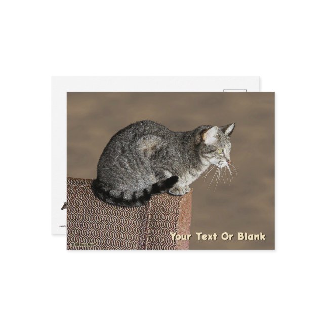 Smoky Grått Tabby katt Vykort (Fram/Back In Situ)