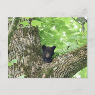 Smoky Mountains Black Bear Cub Wildlife Vykort