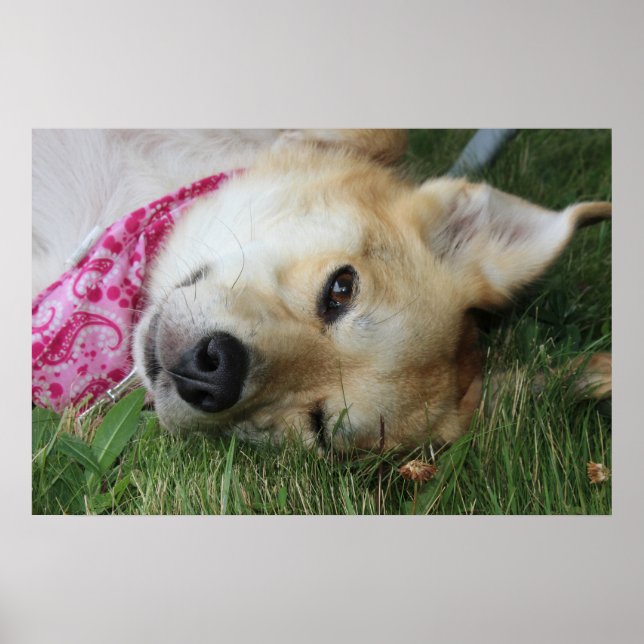 Smoochie Poster (Framsidan)