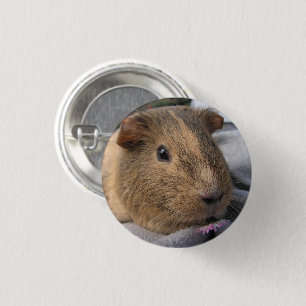 Smooth, Agouti Guinea Gris och Flower Knapp