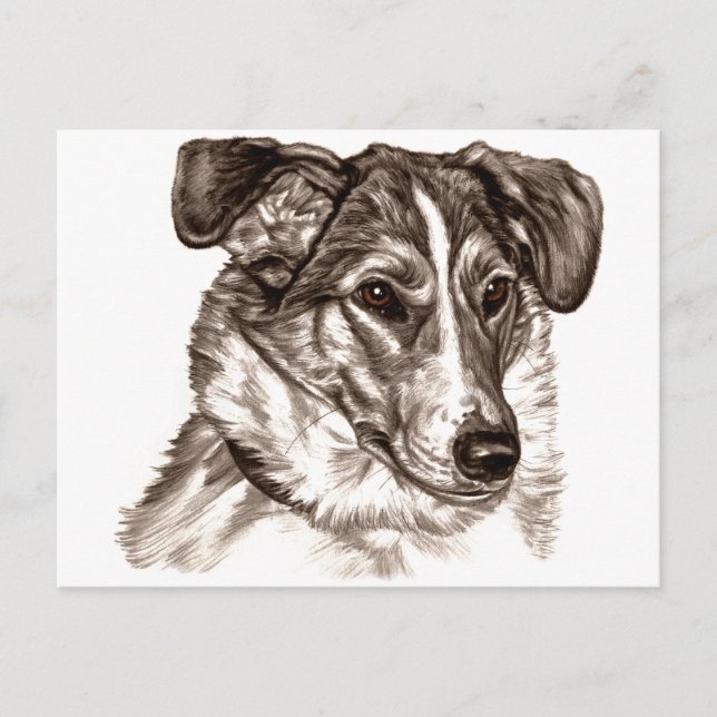 Smooth Collie Porträtt Vykort (Framsida)