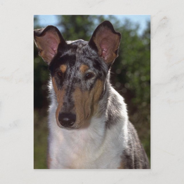 Smooth Collie Vykort (Framsida)