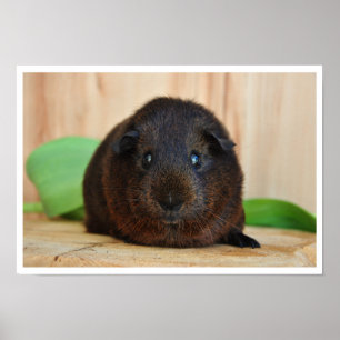 Smooth, Guld Agouti Guinea Gris Poster