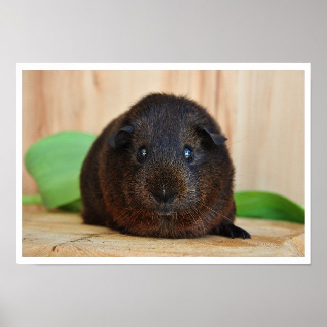 Smooth, Guld Agouti Guinea Gris Poster (Framsidan)