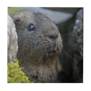 Smooth, Shorthair, Lemon Agouti Guinea Gris i Sten Kakelplatta