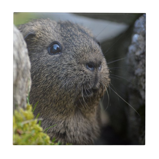 Smooth, Shorthair, Lemon Agouti Guinea Gris i Sten Kakelplatta (Framsidan)