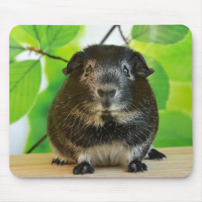 Smooth Silver Fox Guinea Gris Musmatta (Framsidan)