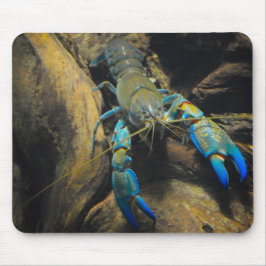 Smooth Yabby Musmatta