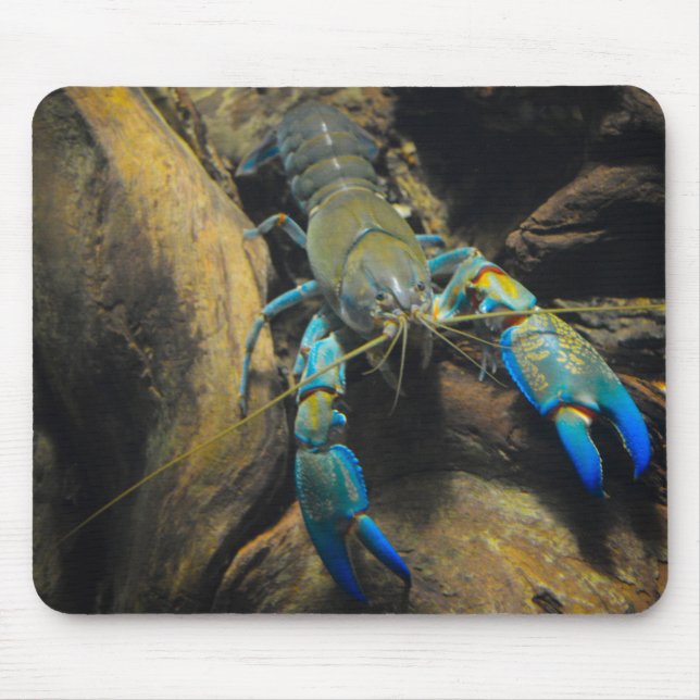 Smooth Yabby Musmatta (Framsidan)