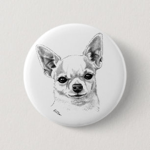 Smoothcoat chihuahua knapp