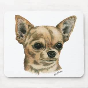 Smoothcoat chihuahua musmatta