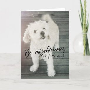SMÖPARE-gratulationskort för HUND Tack Kort