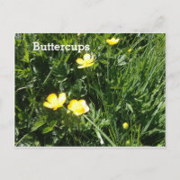 Smör, blomma, bild