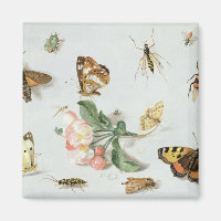 Smör, gräsmattor och andra insektra