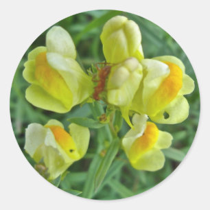 Smör 'n Ägg Wildblomskoordinationsobjekt Runt Klistermärke