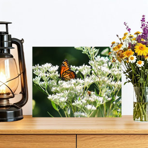 Smör och bin på vit hönsblomma fototryck