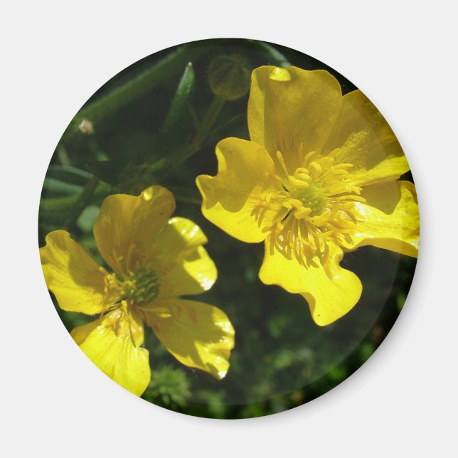 Smörblommor Magnet (Framsidan)