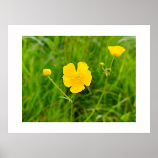 Smörblommor Poster