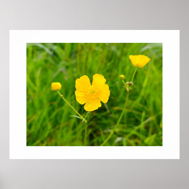 Smörblommor Poster (Framsidan)