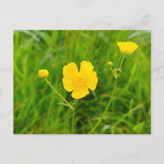 Smörblommor Vykort