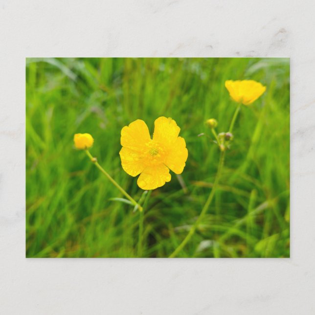 Smörblommor Vykort (Framsida)