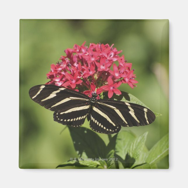 Smörfjäril, Heliconius Magnet (Framsidan)