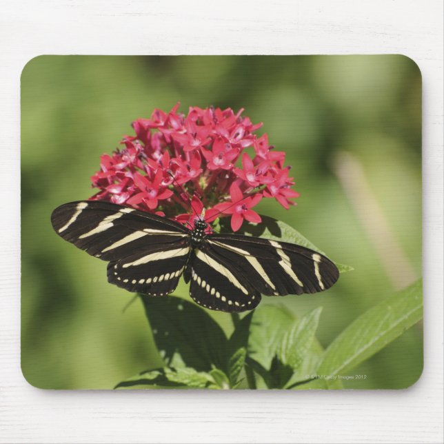 Smörfjäril, Heliconius Musmatta (Framsidan)