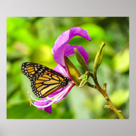 Smörflugan på en blomma poster