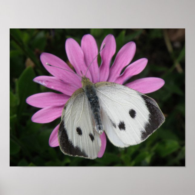 Smörflyg och Rosa Flower Print Poster (Framsidan)