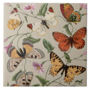 Smterfly Moth Nature Collection Teckning Kakelplatta