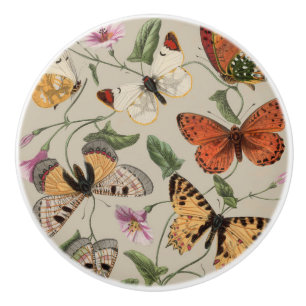 Smterfly Moth Nature Collection Teckning Knopp