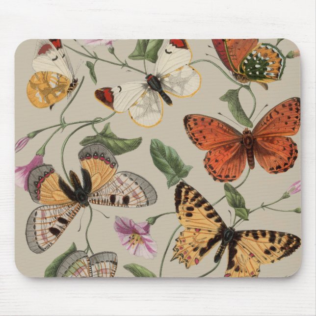 Smterfly Moth Nature Collection Teckning Musmatta (Framsidan)