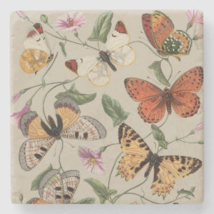 Smterfly Moth Nature Collection Teckning Stenunderlägg