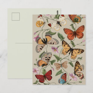 Smterfly Moth Nature Collection Teckning Vykort